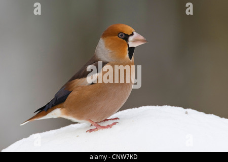 (Coccothraustes coccothraustes hawfinch), sitting in snow, Allemagne Banque D'Images