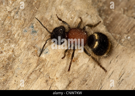 Velours européenne-ant (Mutilla europaea), par le haut, Allemagne Banque D'Images