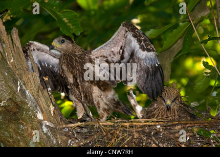 Milan noir, jaune-billed kite (Milvus migrans), dans le nid avec squeeker ailes outstreched, Suisse, Sankt Gallen, Rheineck Banque D'Images