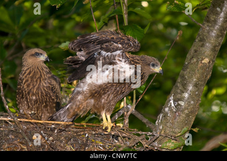 Milan noir, jaune-billed kite (Milvus migrans), dans le nid avec squeeker ailes outstreched, Suisse, Sankt Gallen, Rheineck Banque D'Images