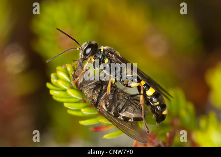 Domaine digger wasp (Mellinus arvensis), faisant une mouche au nid, Allemagne Banque D'Images
