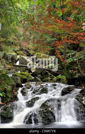 Dans la vallée du ruisseau sauvage Ilse, Ilsetal, Allemagne, la Saxe-Anhalt, Parc National Hochharz Banque D'Images