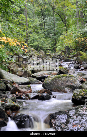 Dans la vallée du ruisseau sauvage Ilse, Ilsetal, Allemagne, la Saxe-Anhalt, Parc National Hochharz Banque D'Images