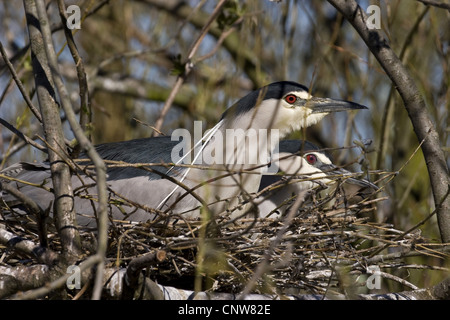 Bihoreau gris (Nycticorax nycticorax), couple dans le nid Banque D'Images