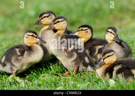 Le Canard colvert (Anas platyrhynchos), les poussins, Allemagne Banque D'Images