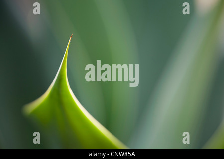 Sétaire verte agave, spineless century plant (Agave attenuata), structure des feuilles en rétro-éclairage, Mexique Banque D'Images