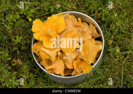 Chanterelle (Cantharellus cibarius), recueilli les chanterelles dans un pot, Allemagne Banque D'Images