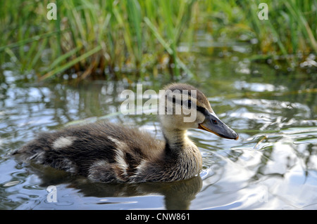 Le Canard colvert (Anas platyrhynchos), sur un lac, Allemagne Banque D'Images