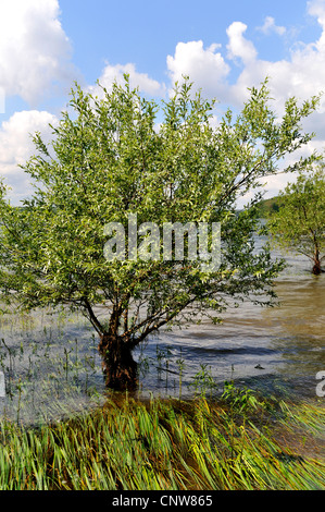 Riverside inondé avec willow, Allemagne Banque D'Images