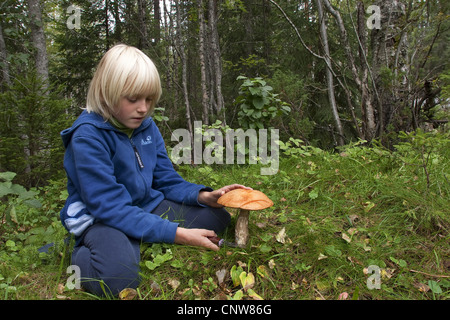 Bouleau orange bolet (versipelle le Leccinum testaceoscabrum le Leccinum, enfant), la coupe d'un champignon, Allemagne Banque D'Images