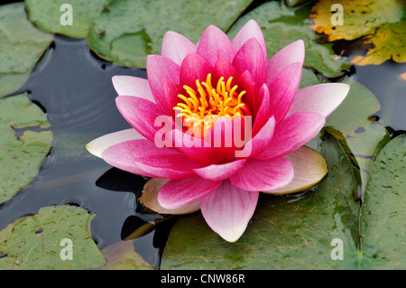 Nénuphar nénuphar (Nymphaea, spec.), res water lily Banque D'Images