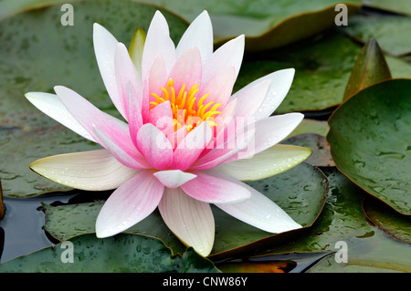 Nénuphar nénuphar (Nymphaea, spec.), res water lily Banque D'Images