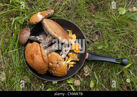 Bouleau brun Le Guide des champignons (bolets), recueilli les champignons dans une casserole, Allemagne Banque D'Images