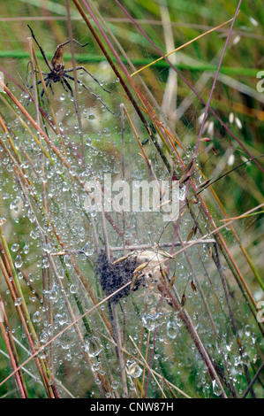 Web-pépinière des araignées, les araignées, les araignées de pêche pêcheur (Pisauridae), avec nid dans la rosée du matin, Allemagne Banque D'Images