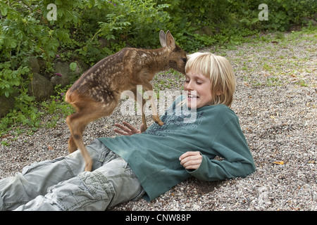 Le chevreuil (Capreolus capreolus), boy dans le jardin à jouer avec un faon, Allemagne Banque D'Images