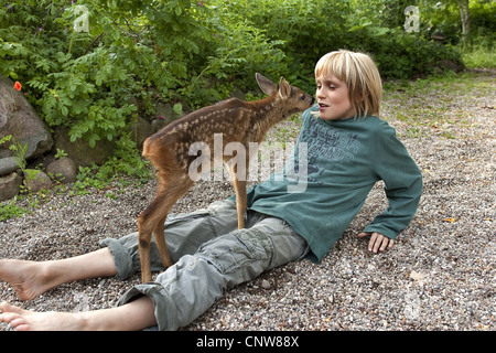 Le chevreuil (Capreolus capreolus), boy dans le jardin à jouer avec un faon, Allemagne Banque D'Images