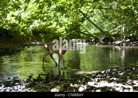 Le chevreuil (Capreolus capreolus), fauve debout dans l'eau peu profonde d'un ruisseau, Allemagne Banque D'Images