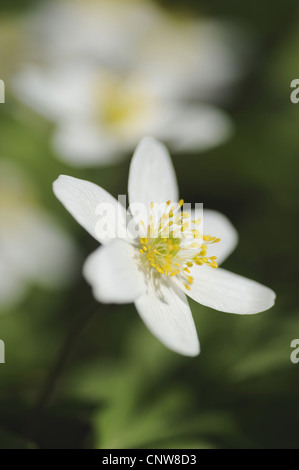 Anémone des bois (Anemone nemorosa), macro photo de fleur, Allemagne, Rhénanie du Nord-Westphalie Banque D'Images