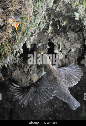 Balancier (Cinclus cinclus), l'alimentation des oisillons au nid, Allemagne, Rhénanie du Nord-Westphalie Banque D'Images