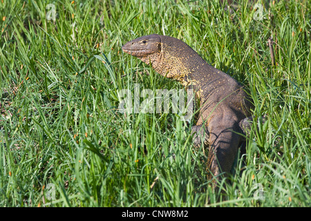 Moniteur du Nil (Varanus niloticus), sur l'alimentation dans un pré, la Namibie, le Parc National de Mahango Banque D'Images