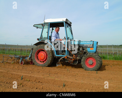 Vigne raisin, vigne (Vitis vinifera), plantation d'un nouveau vignoble au printemps, l'Allemagne, Rhénanie-Palatinat Banque D'Images