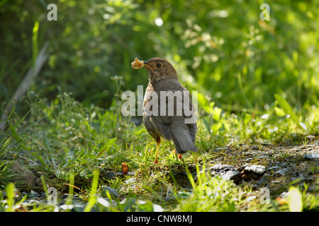 Grive musicienne (Turdus philomelos), se nourrissant d'un escargot, Allemagne Banque D'Images