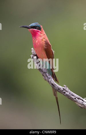 Le nord de carmine bee eater (Merops nubicus), sur la branche, la Namibie, la région de Caprivi Banque D'Images