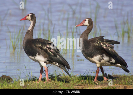 Oie-armée de Gambie (Plectropterus gambensis), deux personnes sur la rive, en Namibie Banque D'Images