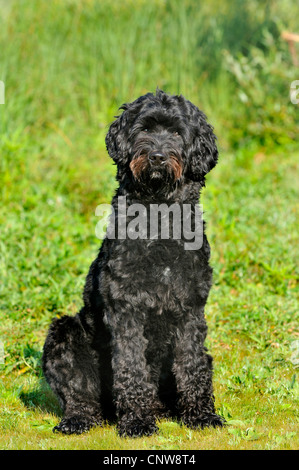 Chien d'eau Portugais (Canis lupus f. familiaris), assis dans un pré, Allemagne Banque D'Images