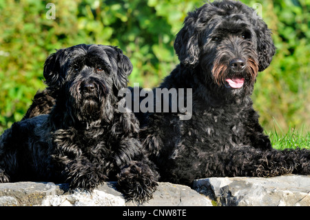 Chien d'eau Portugais (Canis lupus f. familiaris), deux personnes se trouvant sur un mur, Allemagne Banque D'Images