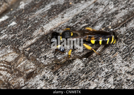 Digger wasp, au corps allongé (Crabro cribrarius), homme, Allemagne Banque D'Images