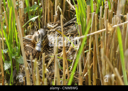 Le Canard colvert (Anas platyrhynchos), couché dans son nid, Allemagne Banque D'Images
