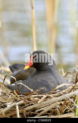 Gallinule poule-d'eau (Gallinula chloropus), dans son nid, Allemagne Banque D'Images