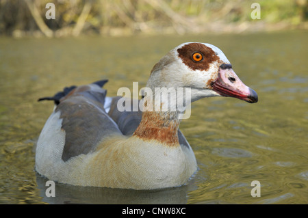 Egyptian goose (Alopochen aegyptiacus), natation sur un étang en regardant vers l'appareil photo, Allemagne Banque D'Images