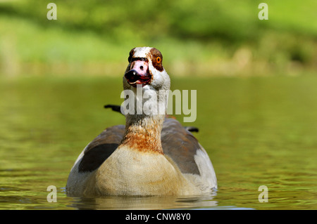 Egyptian goose (Alopochen aegyptiacus), natation sur un étang à la recherche dans l'appareil photo, Allemagne Banque D'Images