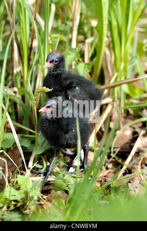 Gallinule poule-d'eau (Gallinula chloropus), deux chiks dans l'herbe, Allemagne Banque D'Images