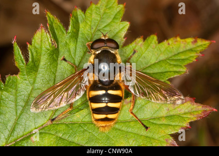 Sericomyia silentis Sericomyia silentis (), assis sur une feuille, Allemagne Banque D'Images