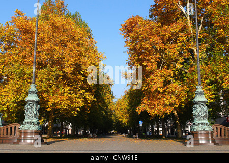 Avion européen, à feuilles d'érable, avion avion à destination de Londres, Londres planetree (Platanus hispanica, Platanus x hybrida, platanus hybrida, Platanus acerifolia), Avenue Planetree , Allemagne, Saxe, Dresde Banque D'Images