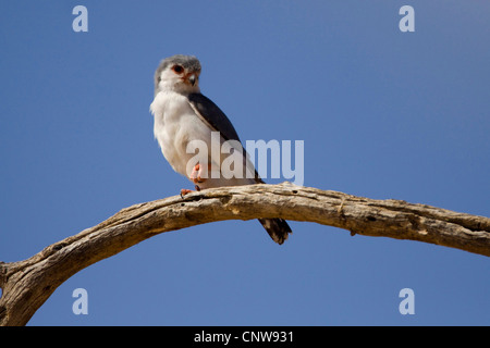 Falcon pygmées d'Afrique (Polihierax semitorquatus), assis sur une branche, Afrique du Sud, le parc national de Kalahari Gemsbok Banque D'Images