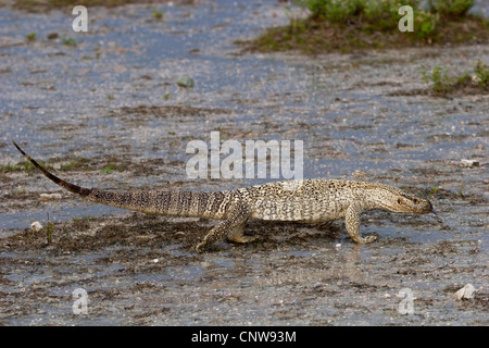Le Cap, moniteur moniteur rock, Bosc, moniteur de savane africaine moniteur (Varanus exanthematicus albigularis), de recherche de nourriture après la pluie, la Namibie, Etosha National Park Banque D'Images