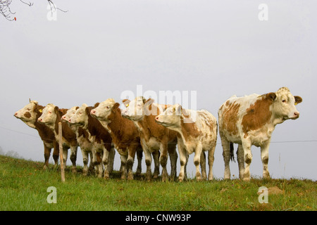 Les bovins domestiques (Bos primigenius f. taurus), debout sur un pâturage, Autriche Banque D'Images