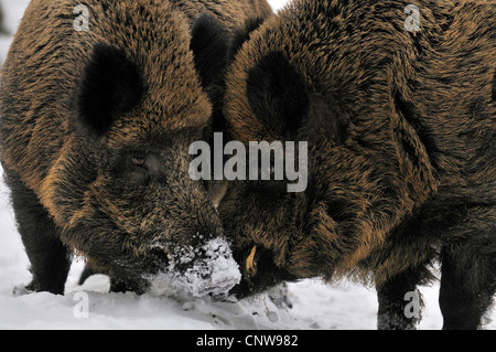 Le sanglier, le porc, le sanglier (Sus scrofa), deux adultes de creuser pour l'alimentation sous la neige, Allemagne Banque D'Images