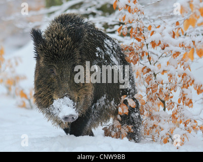 Le sanglier, le porc, le sanglier (Sus scrofa), marcher dans la neige avec le museau blanc de creuser pour l'alimentation, de l'Allemagne Banque D'Images