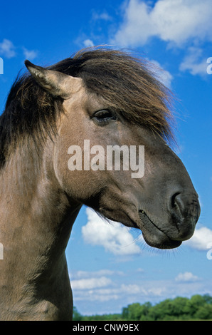 Konik Cheval (Equus przewalskii f. caballus), étalon, Allemagne, Schleswig-Holstein Banque D'Images