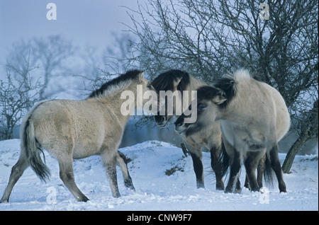 Konik Cheval (Equus przewalskii f. caballus), étalon, Juments et Poulains dans la neige en hiver, les adultes et l'inhalation de poulain à l'autre, l'Allemagne, Schleswig-Holstein Banque D'Images