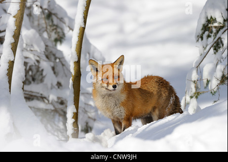 Le renard roux (Vulpes vulpes), en hiver, Allemagne Banque D'Images