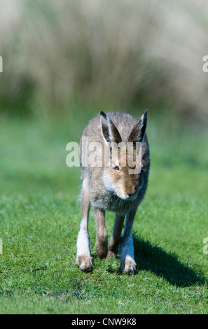 Le lièvre bleu, lièvre, lièvre blanc, le lièvre arctique (Lepus timidus), abandon sur un pré, Royaume-Uni, Ecosse, Isle of Mull Banque D'Images