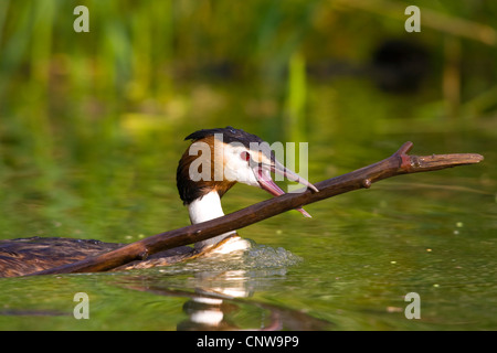 Grèbe huppé (Podiceps cristatus), la natation avec matériel de nidification dans le projet de loi, la Suisse, Sankt Gallen Banque D'Images