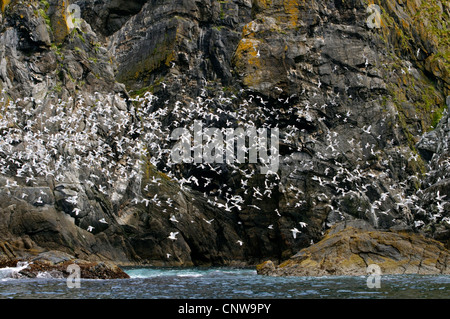 La mouette tridactyle (Rissa tridactyla), Larus tridactyla), colonie de nidification, flock battant le long d'un mur de pierre, la Norvège, Runde Banque D'Images