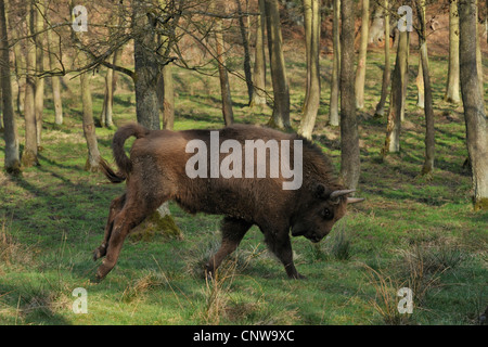 Bison d'Europe, Bison (Bison bonasus), coltishly juvénile sautant entre les arbres dans un pré, Allemagne Banque D'Images